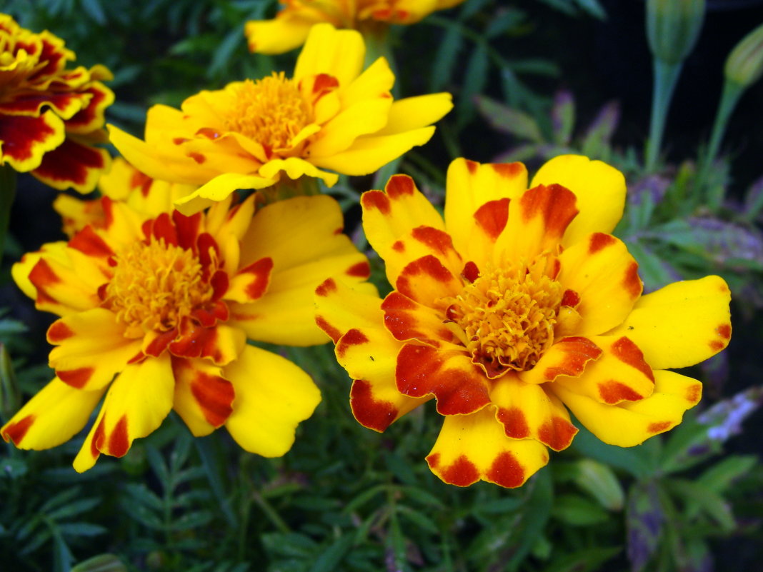 Tagetes - laana laadas