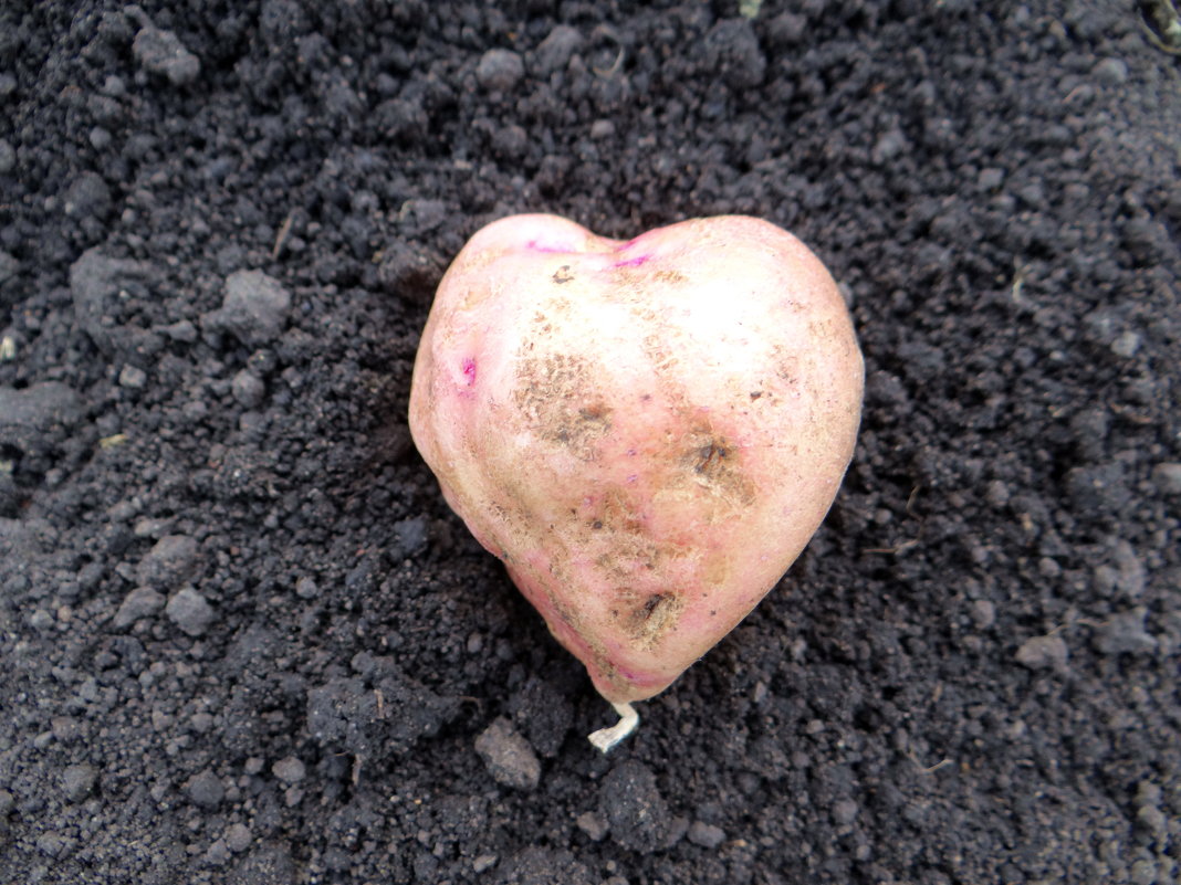 картофельное сердце - Дмитрий .