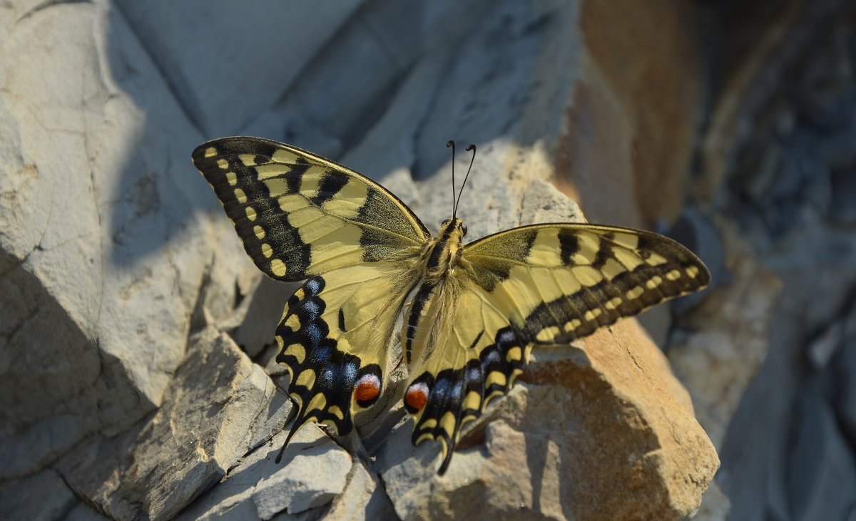 Papilio machon... - Николай Воробьёв 