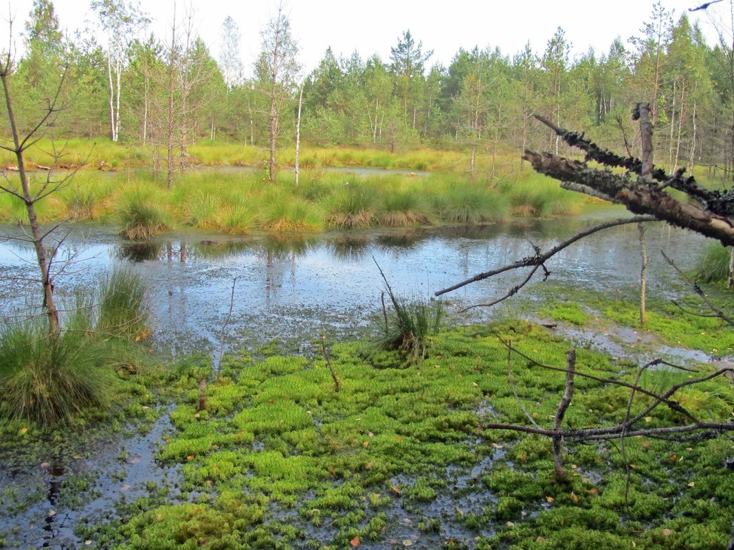 Мшистое болото в Ленинградской области