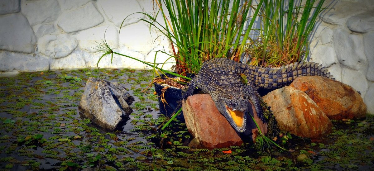 Голодный крокодил - Ирина Бучева