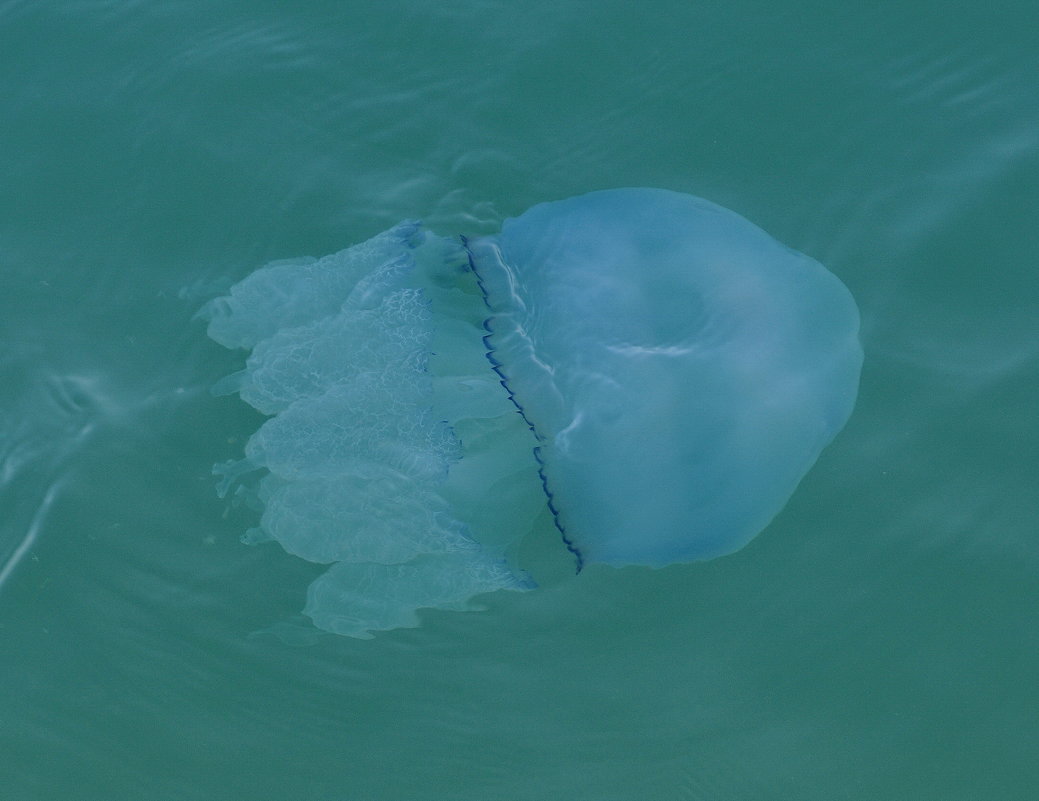 Большая голубая медуза - Kamyshlov Victor 
