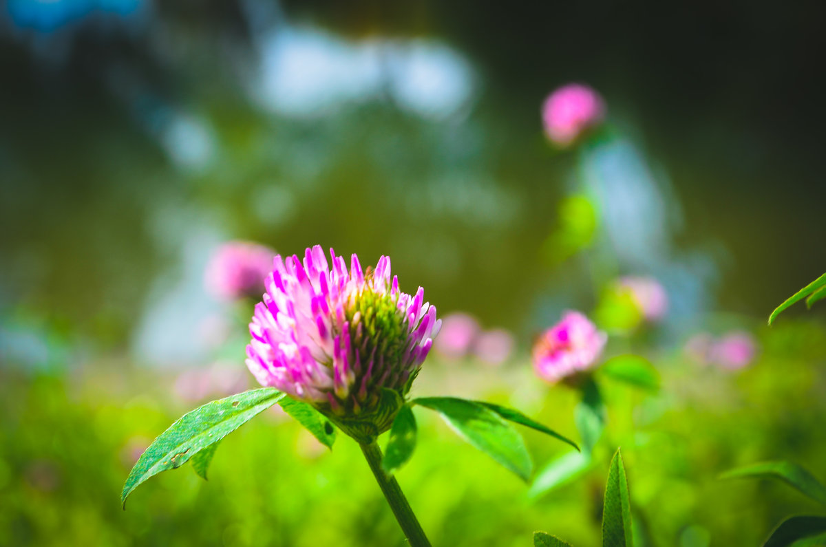 Trifolium repens - Анастасия 