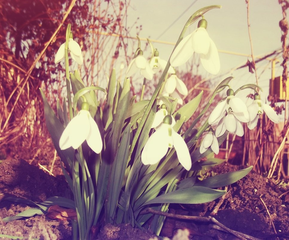 Snowdrops - Ntalia Grey