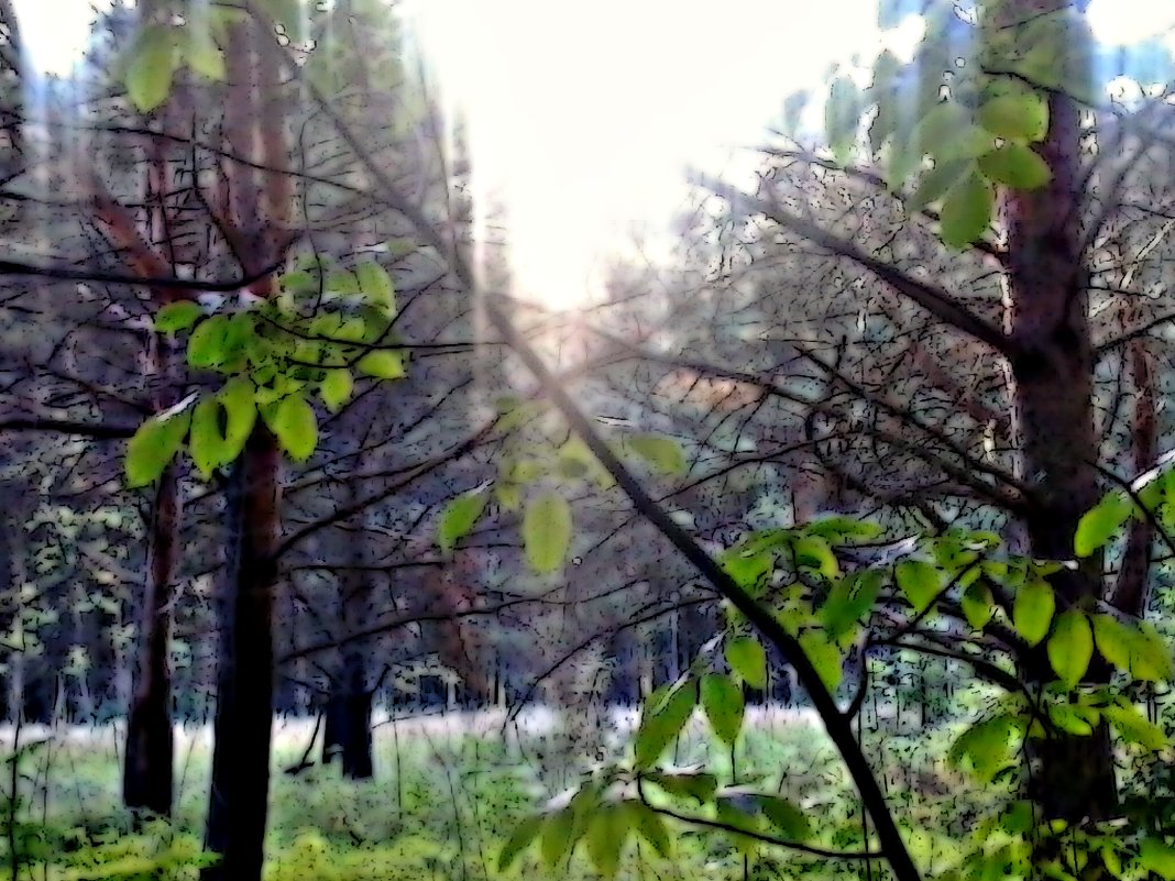 Лесной пейзаж (Фото сделано на телефон) - Роман Кляпчин