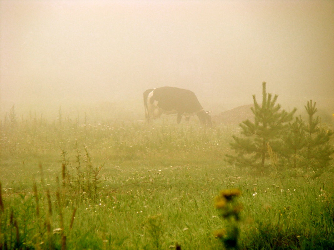 У кого то ёжики и лошади, а у нас - корова в тумане...))) - Елена Солнечная