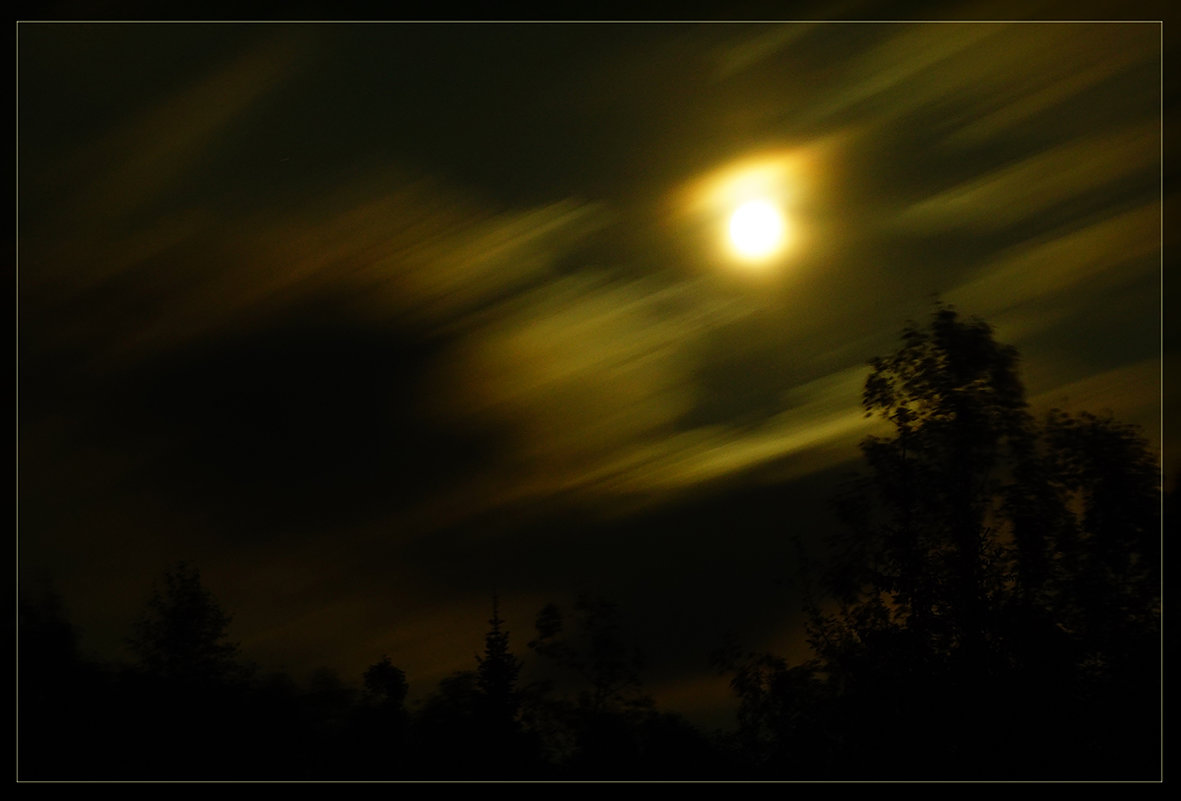 Ночь в лесу - Сергей Компаниец