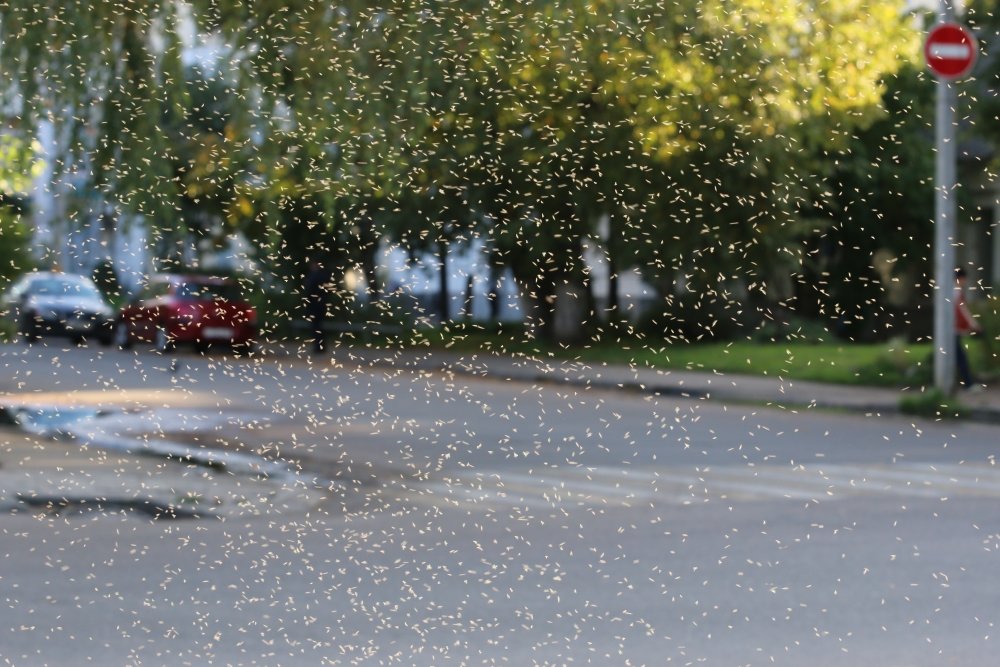 Рой мушек подсвеченных солнцем :) - Lik Nik