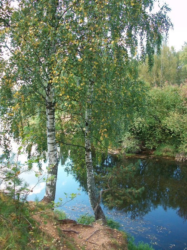 Берёзы. Начало осени. - Виктор Елисеев