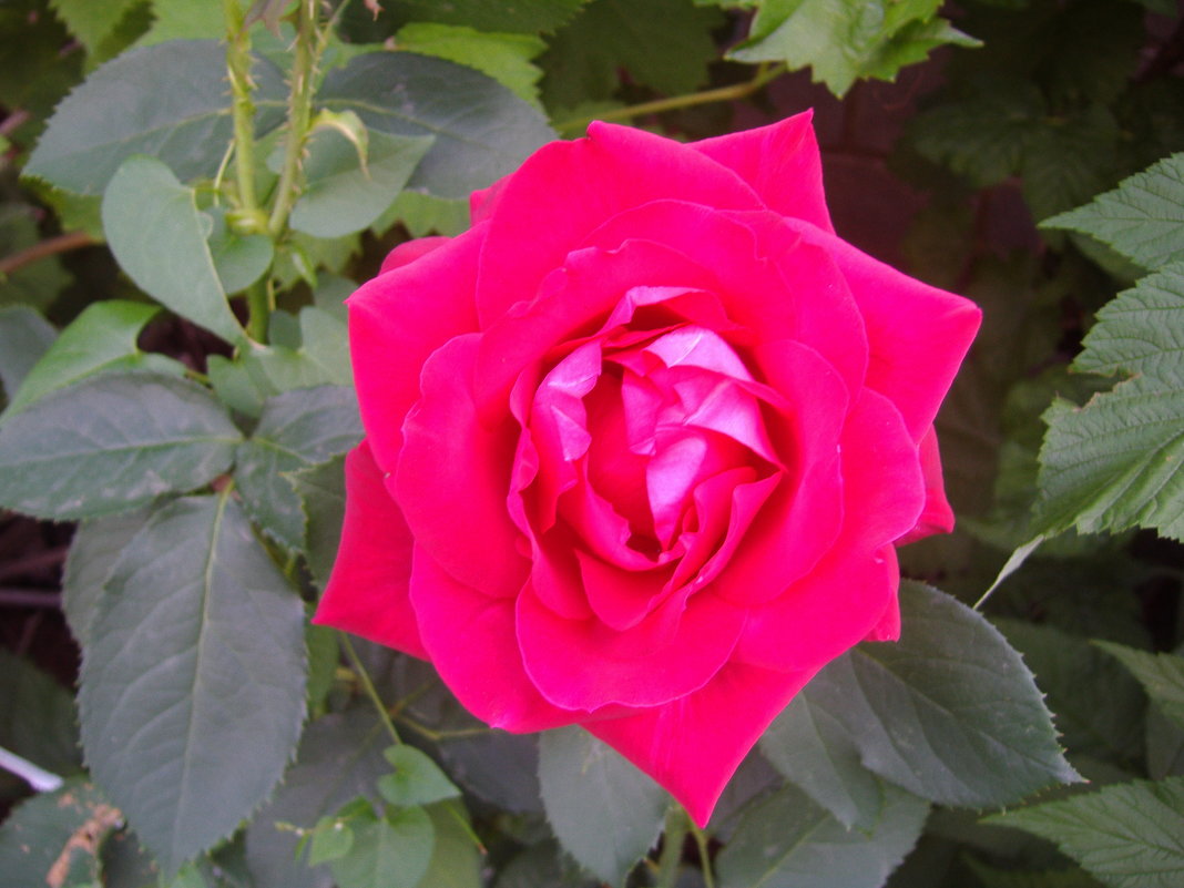 Красивая роза - Анюта 