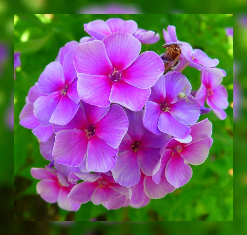 Алтайские цветы по фото Людмилы Лой 3 - Владимир Хатмулин