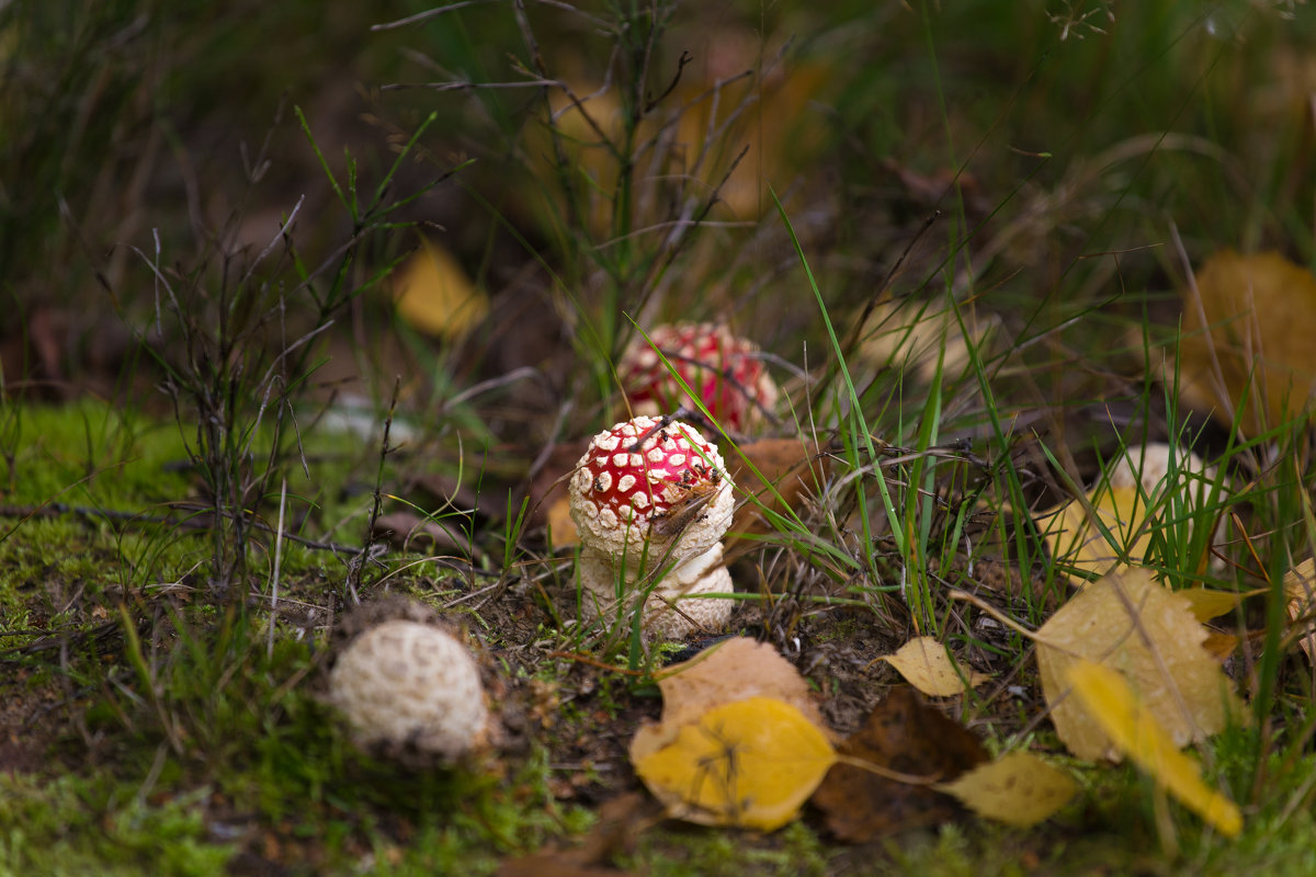 Веснушки грибы