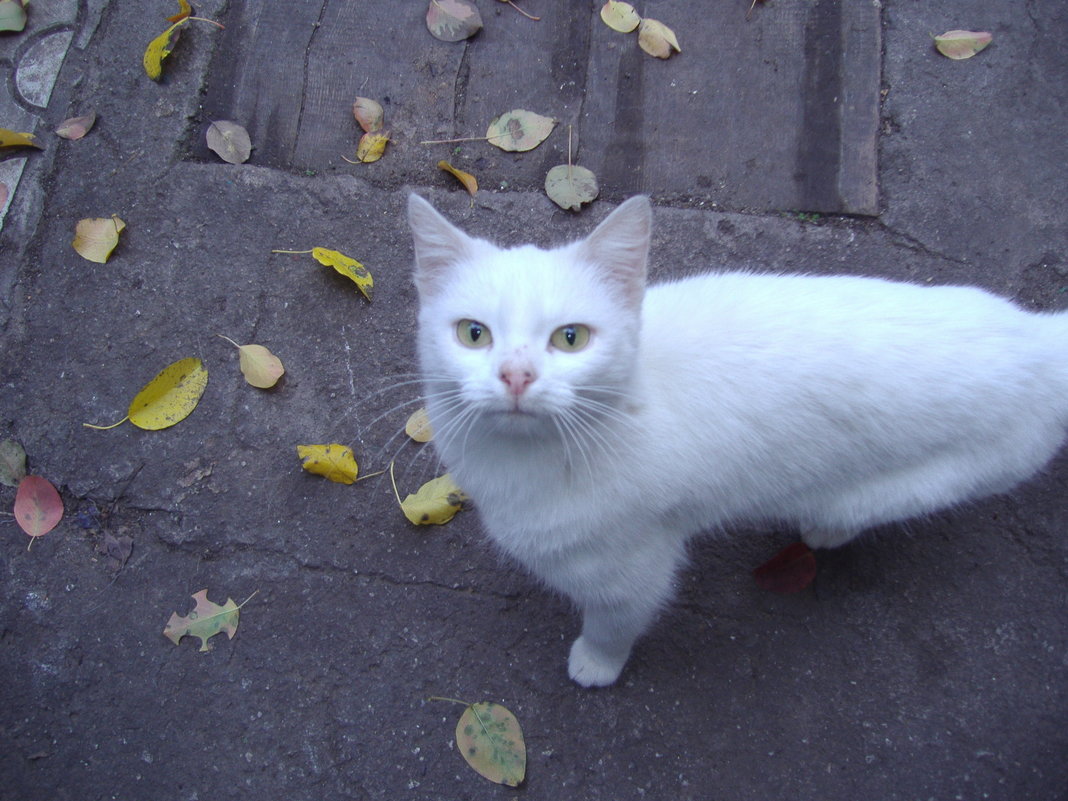 Белая кошка - Анна 