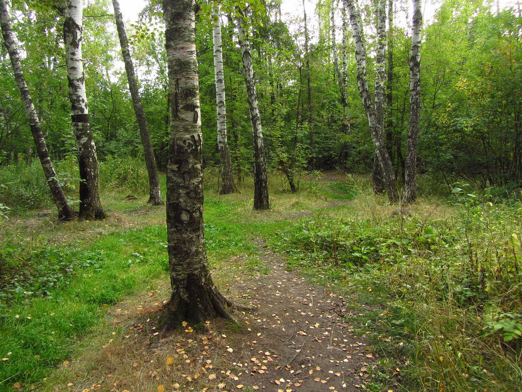 Сентябрь в парке IMG_8963 - Андрей Лукьянов