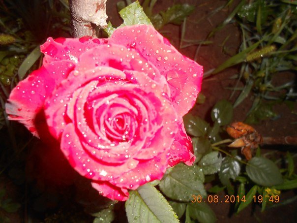 Утренняя роза - Елена 