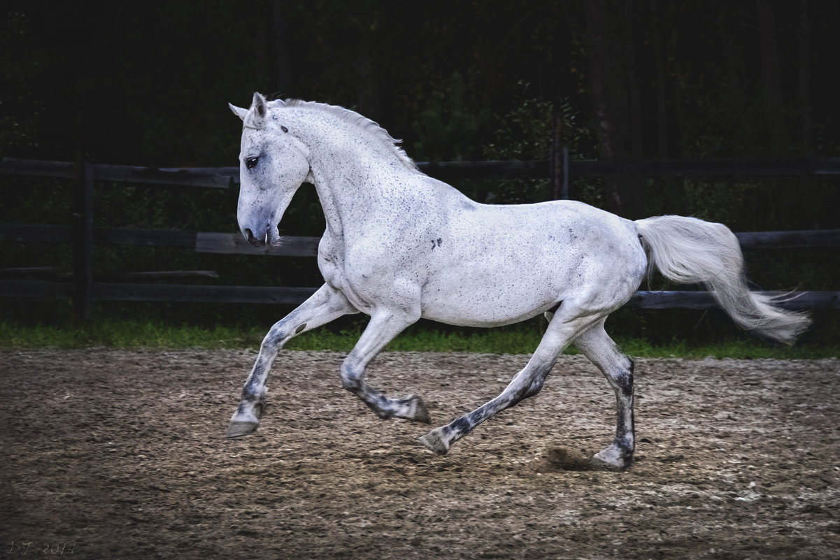Белый конь - Настя Теплякова