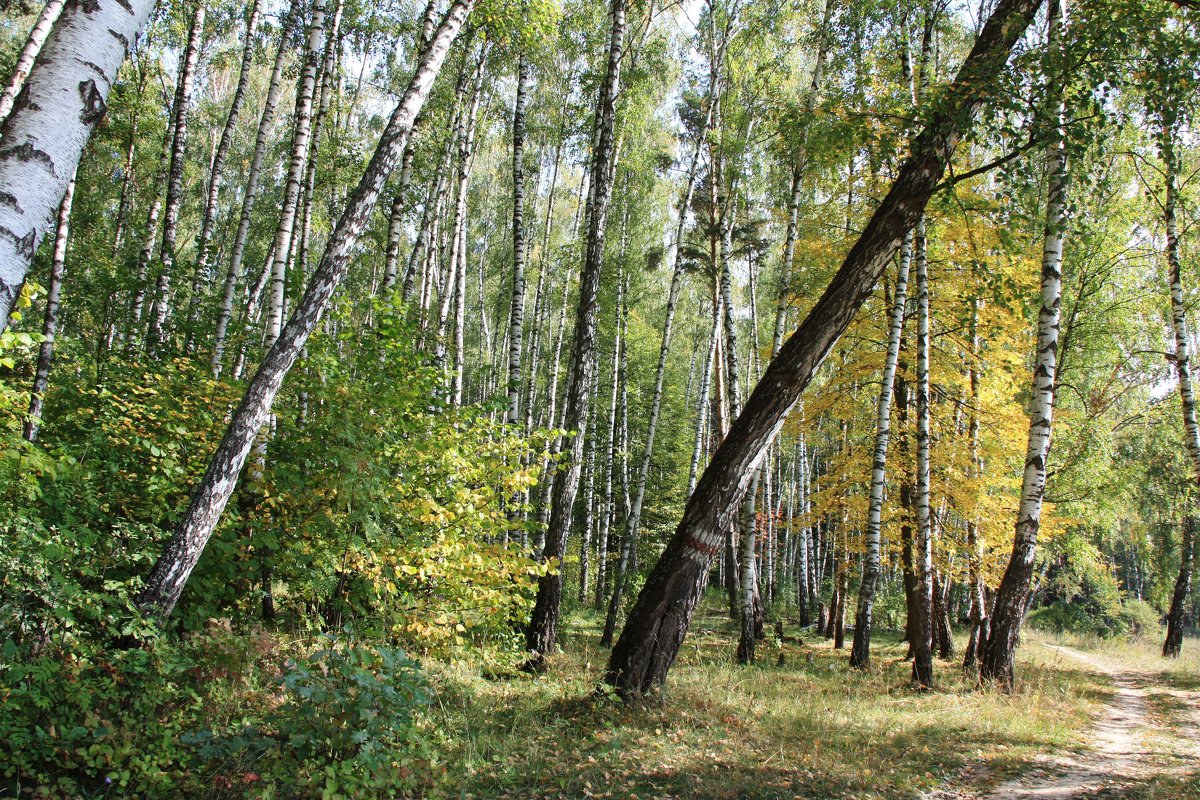 Осень - Владимир Холодницкий