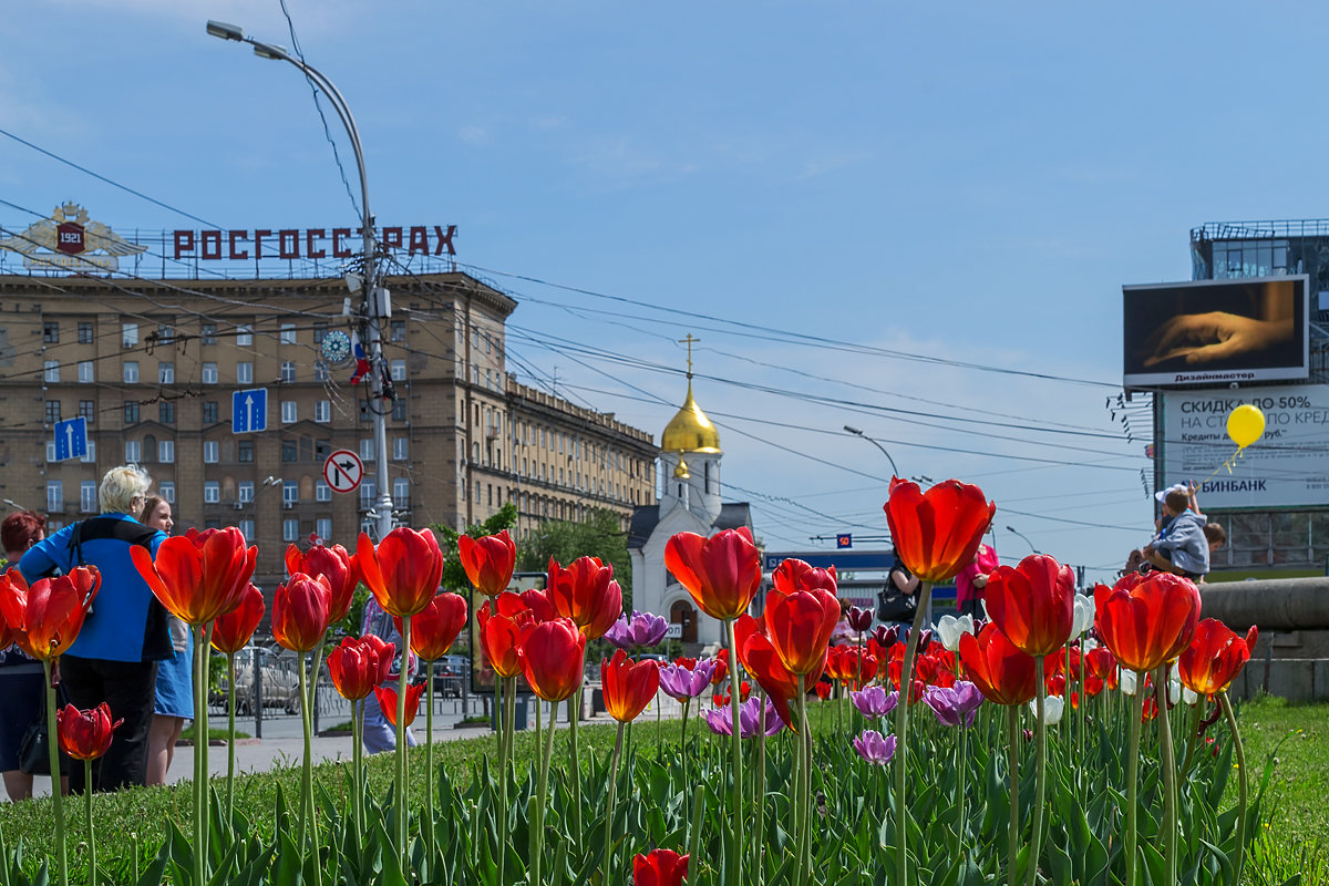 Городские цветы - Sergey Kuznetcov