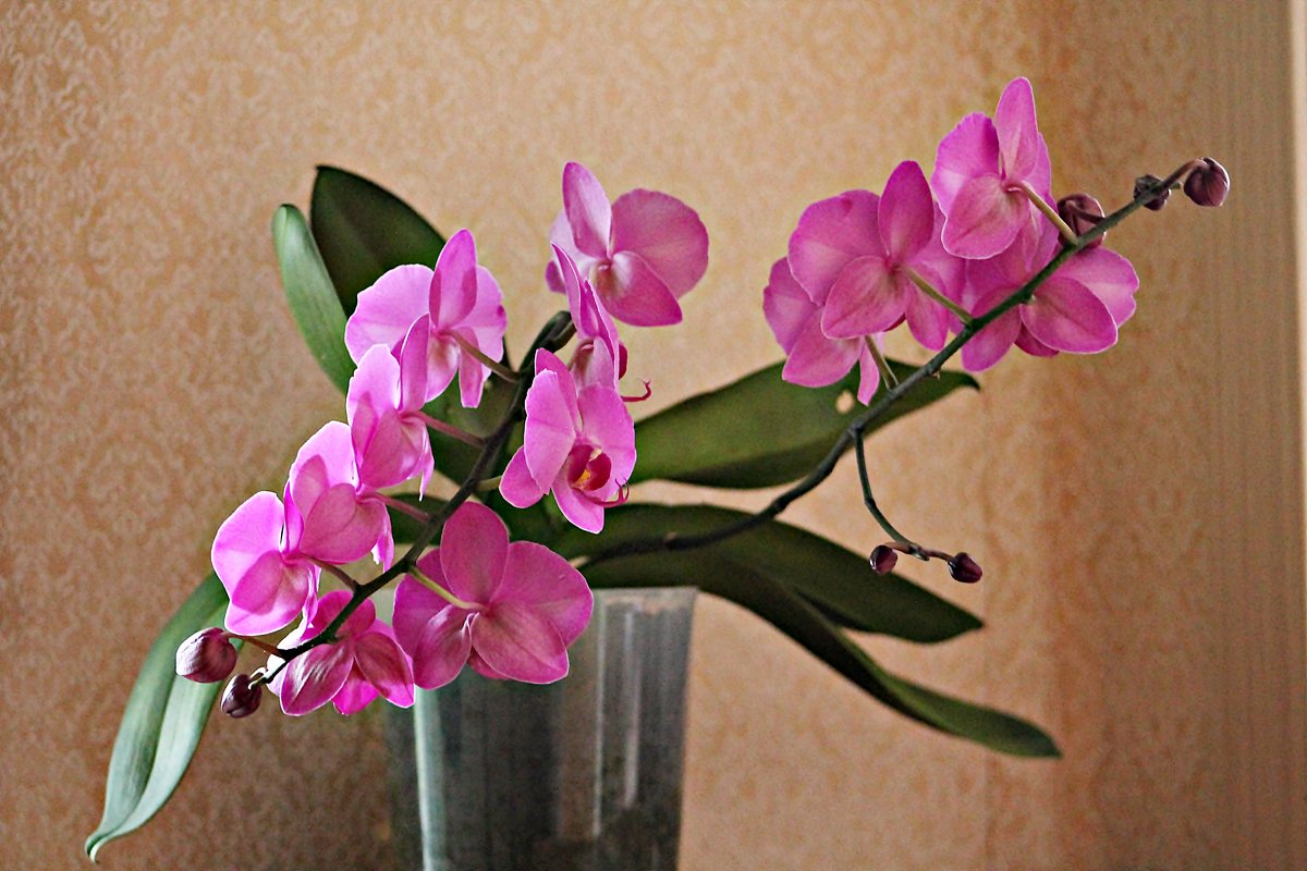 Орхидея - GALINA 