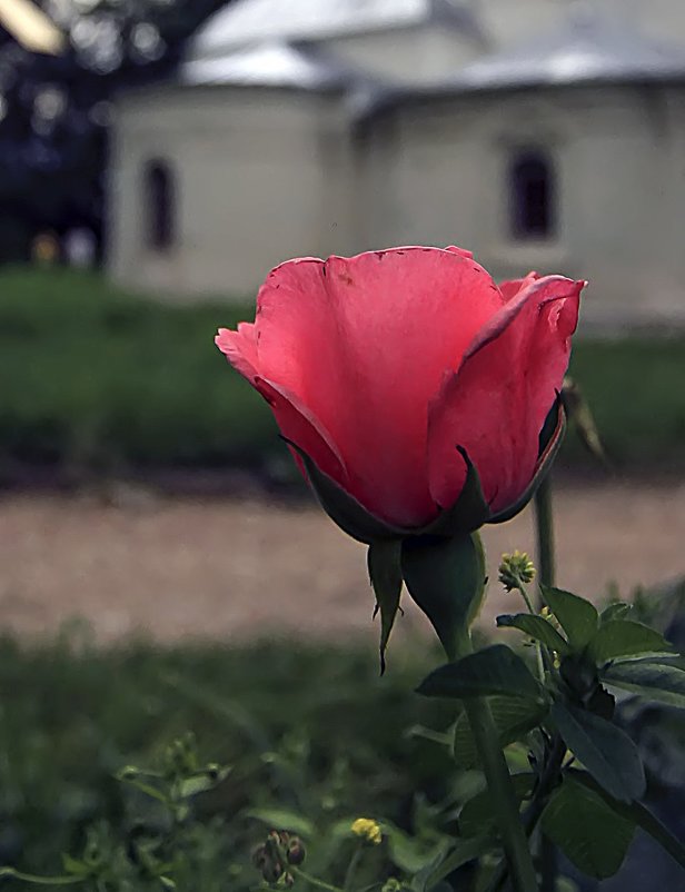 Роза на фоне храма - Сергей Мягченков