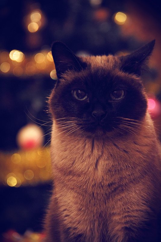 Christmas Cat - Виталий Григорьев