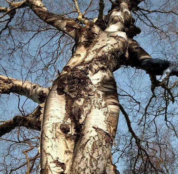 дерево - Александр Кузин