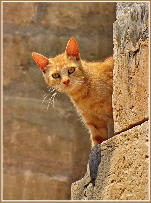 Солнечный кот на солнечной Мальте - Евгений Печенин