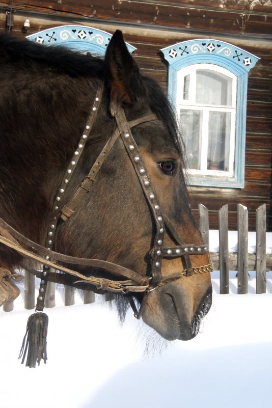 Портрет грустной лошади - Сергей Комков