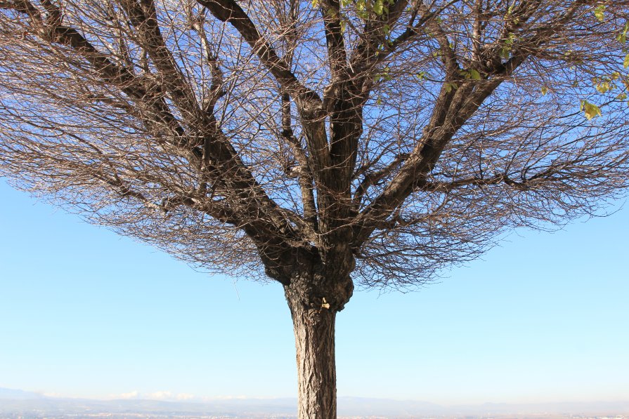 Дерево. Гранада - Вероника Касаткина
