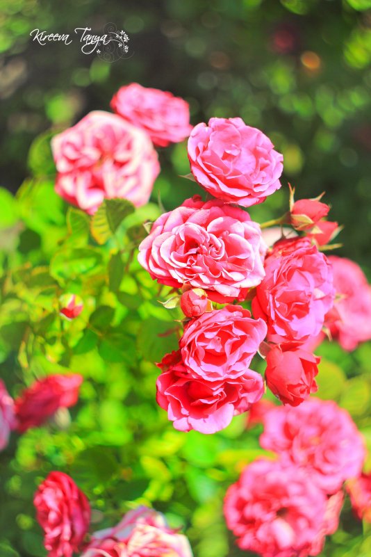 Декоративные розы в парке - Таня Харитонова