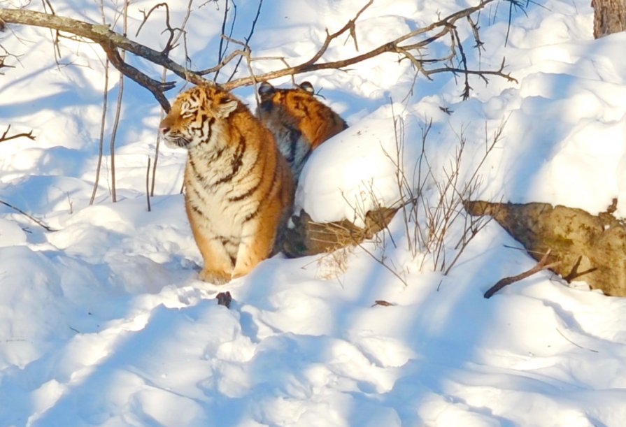 Амурские тигры - Александр Морозов