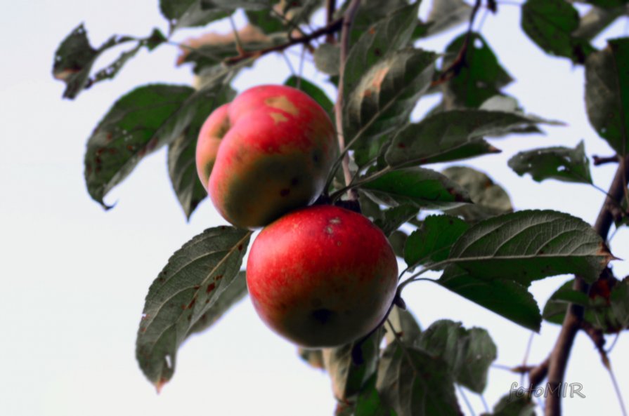 осенние яблоки - inna mac