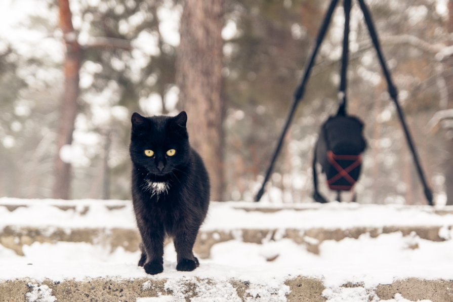 помошник-муза-котЭ - Павел Красовский