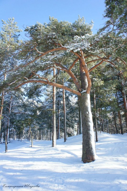 дерево - Екатерина Шарова