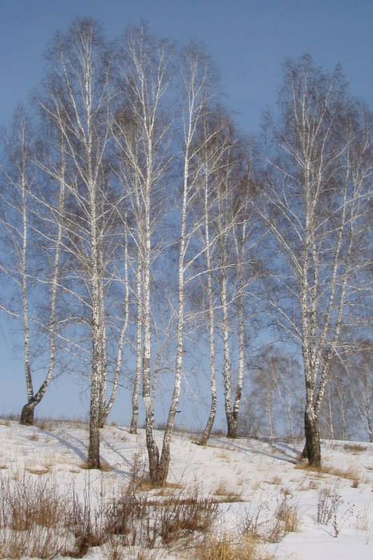 Подруги - Сергей Комков