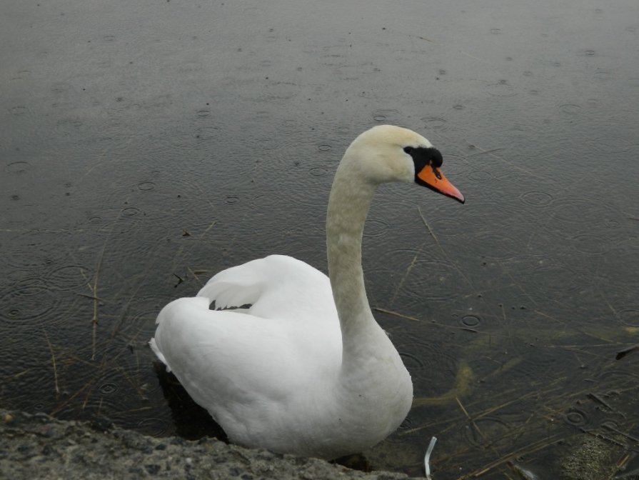 Лебедь на Мядельском озере - Олег Ровда
