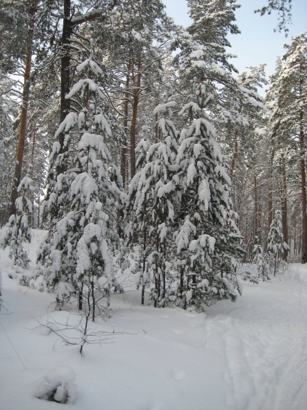 Красота зимнего леса. - Елена Матвеева