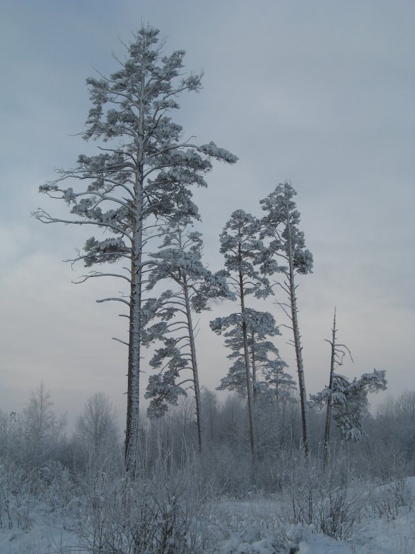 Зимний лес - Maxim Bondar