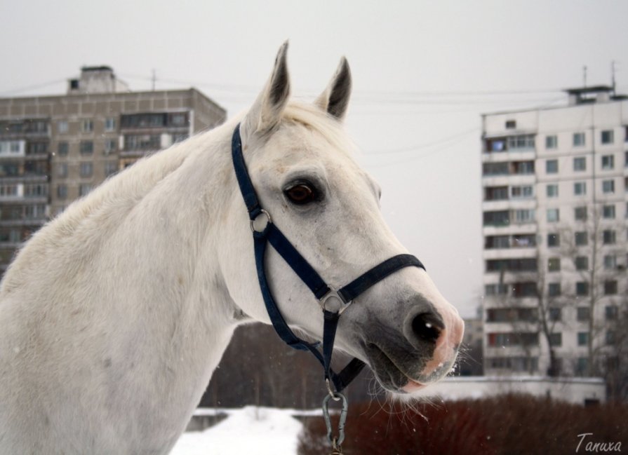 ... - Татьяна Линенко