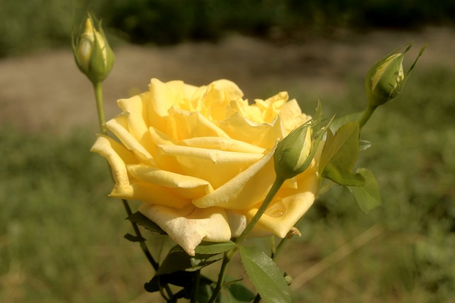 Жёлтая роза - Анатолий Моргун