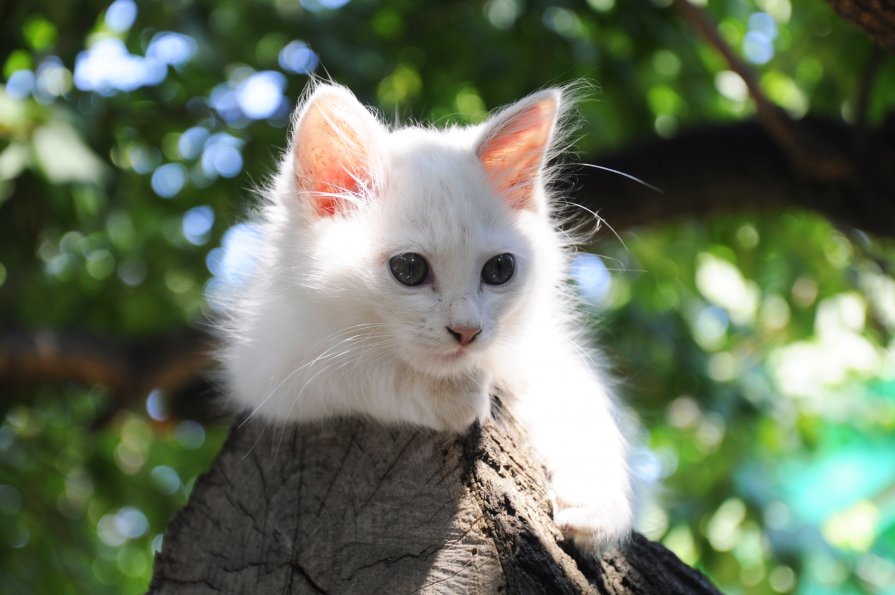 Белая кошка - Петр Секретькин