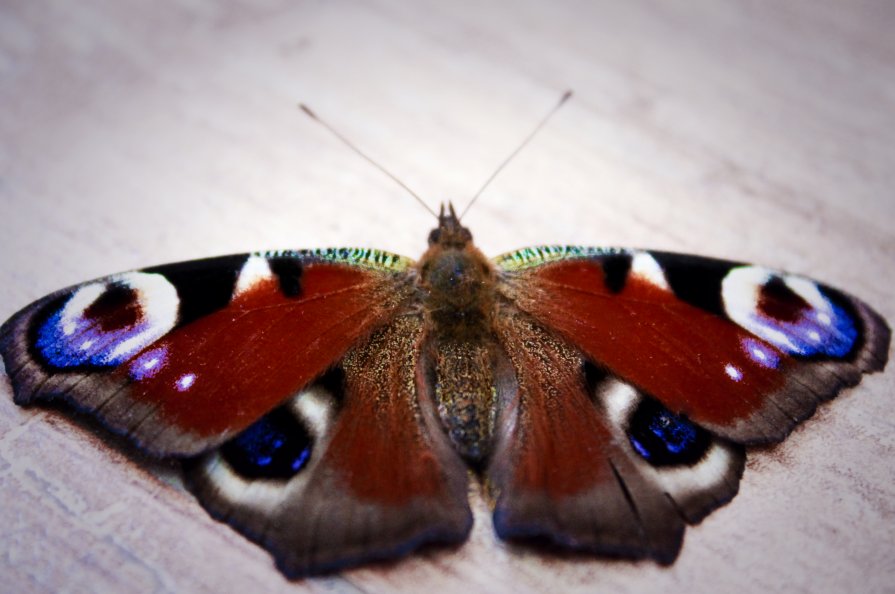 бабочка - ольга пономорева
