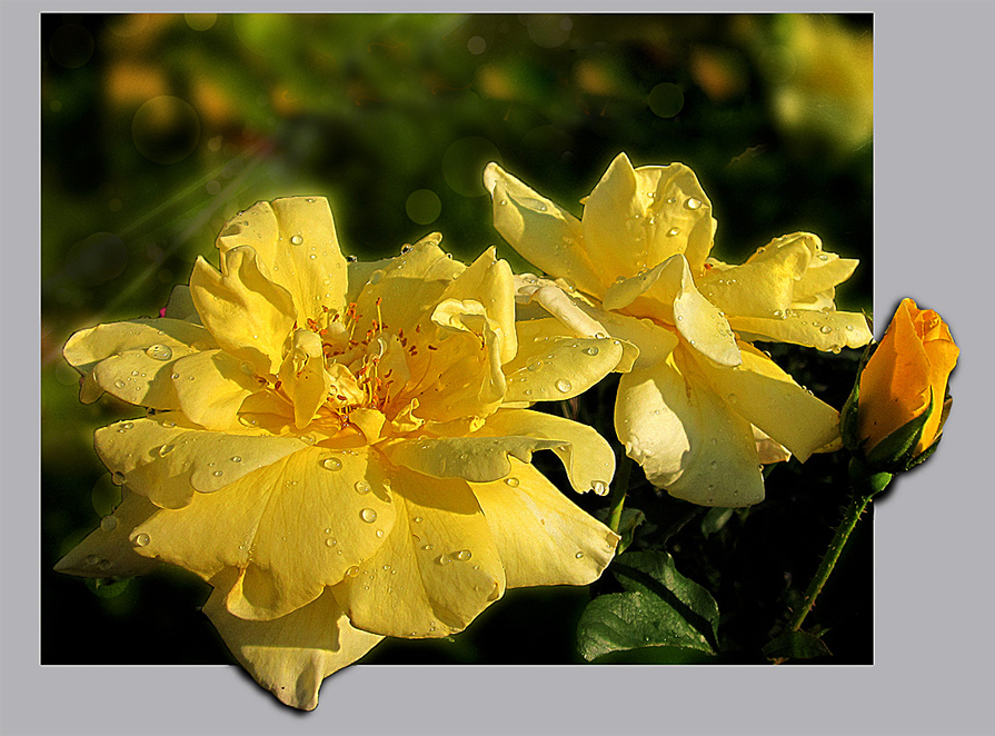 Желтые розы дарят к надежде... - Luis-Ogonek *