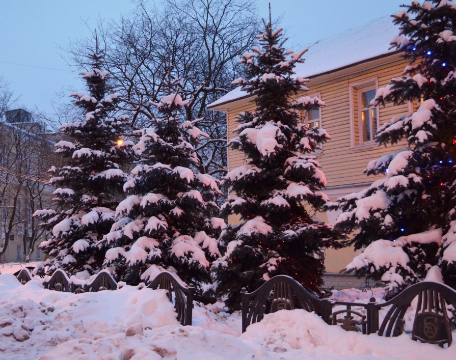 елки в снегу - Натали Зимина