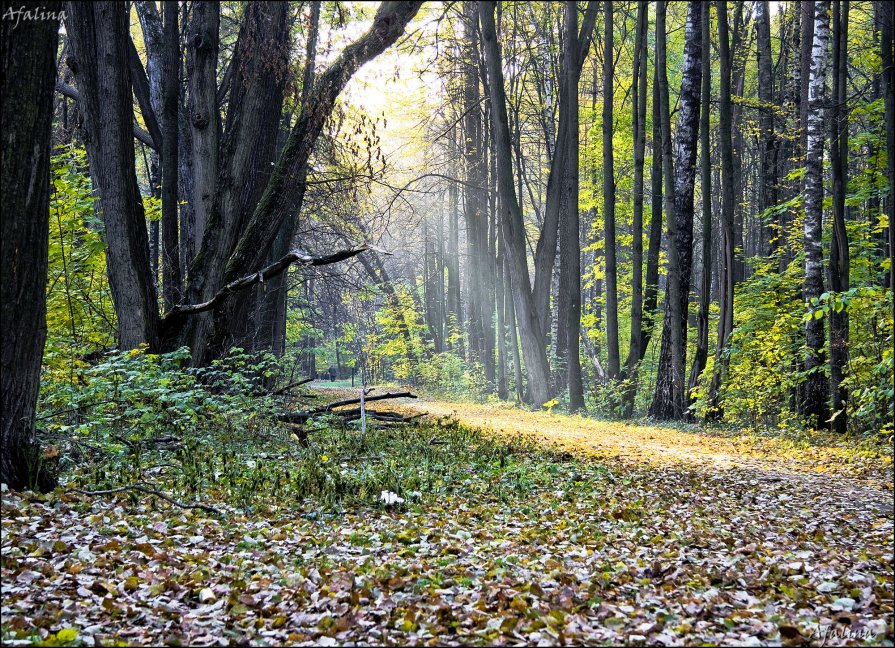 Солнце в лесу пробивает листву - Марина Жилина