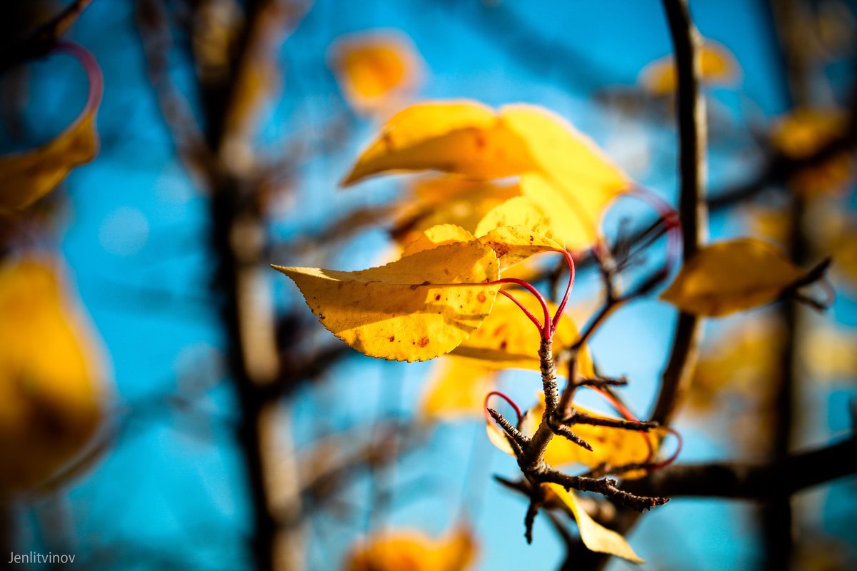 желтые листья - Евгений Литвинов