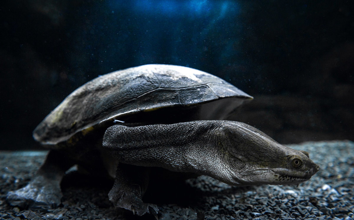 Змеевидная черепаха - Андрей Лободин