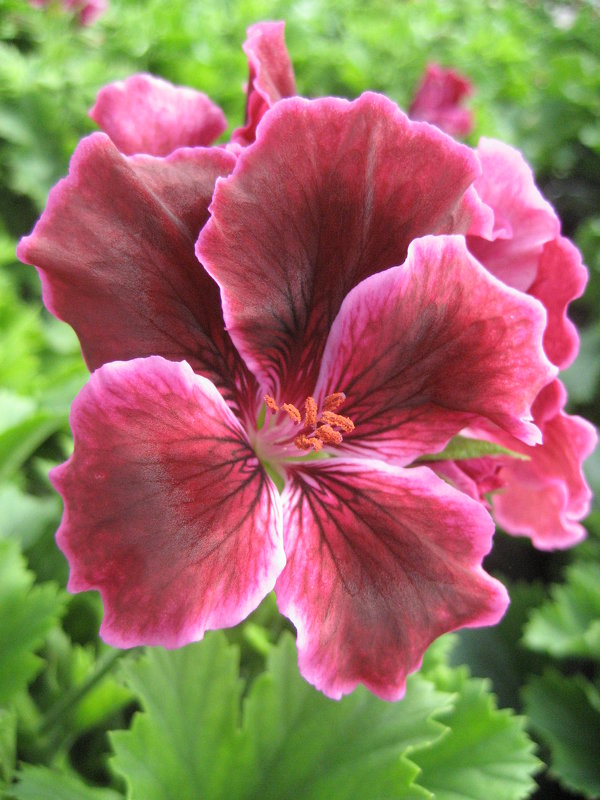 Pelargonium - laana laadas