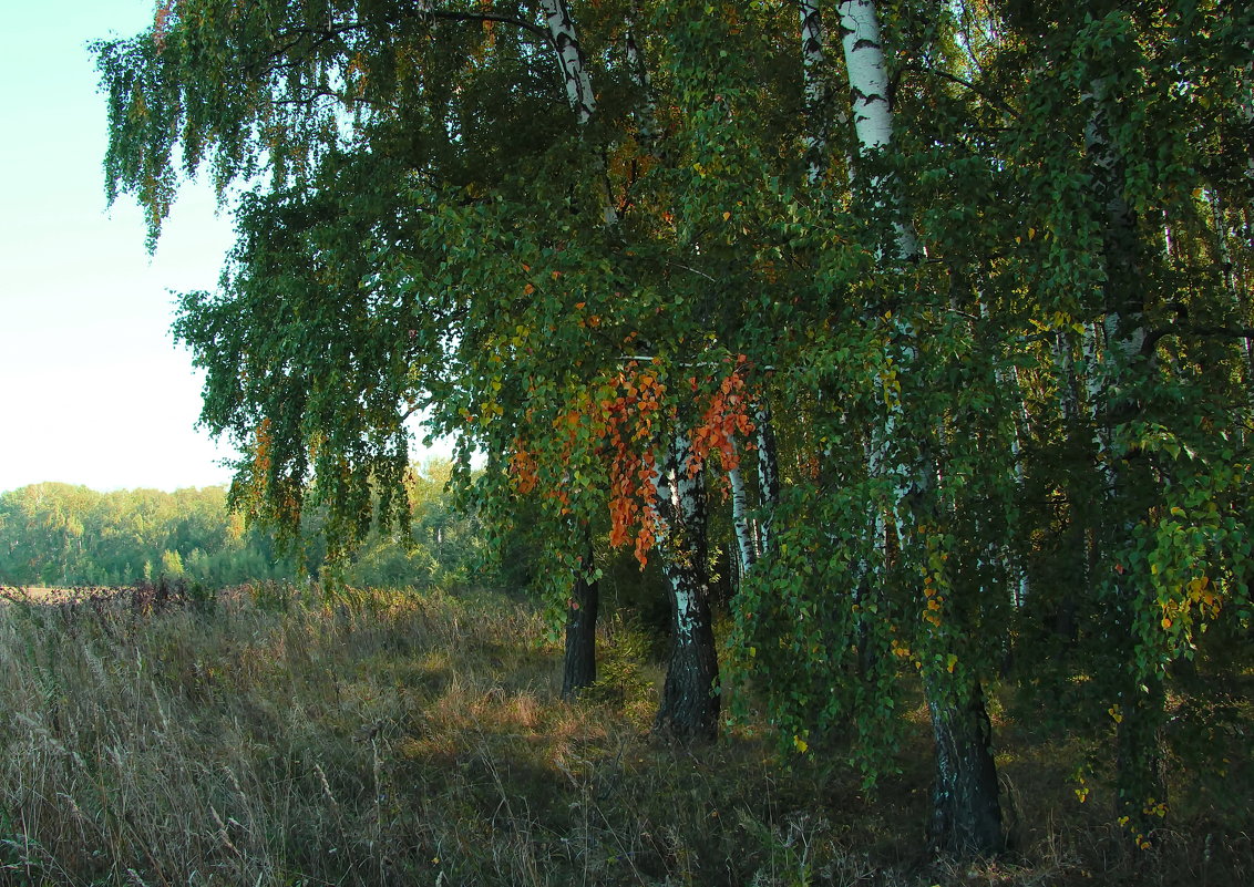 Начало осени. - Маргарита ( Марта ) Дрожжина