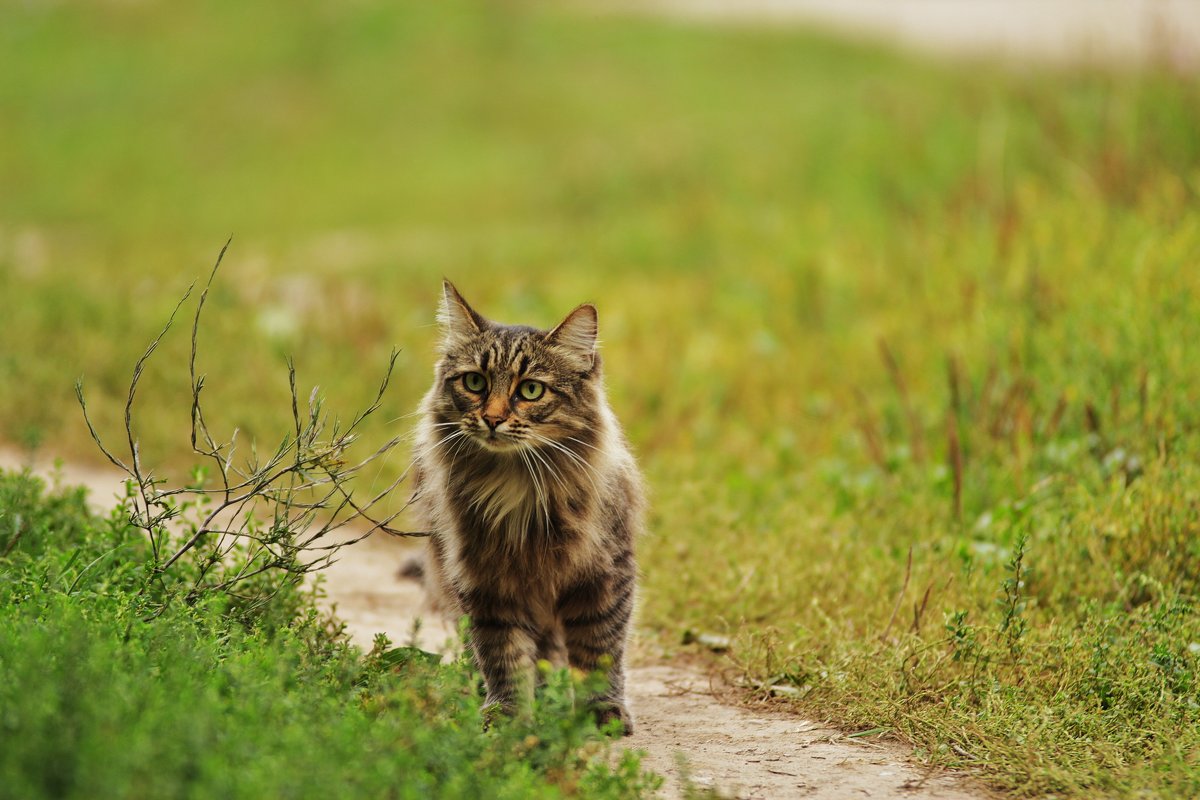 котик - Вадим Виловатый